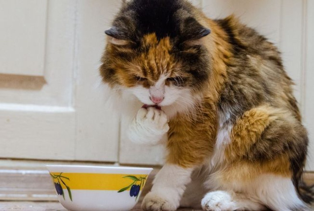 Voici pourquoi votre chat met sa patte dans l’eau avant de boire