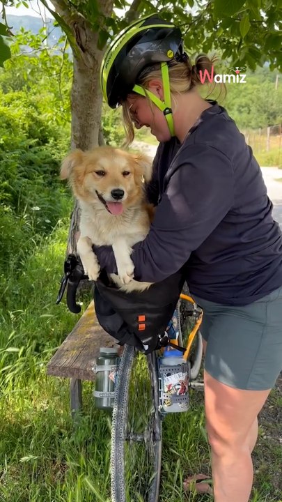 Streunerin folgt Urlauberinnen in Montenegro: Vier Tage später wendet sich ihr Schicksal