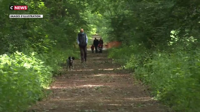 Forêts : les chiens doivent être obligatoirement tenus en laisse
