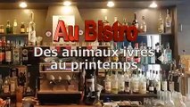 AU BISTRO - Animaux bourrés au pintemps