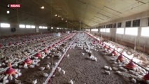 Poulets ukrainiens : concurrence déloyale pour les éleveurs français