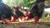 How to Raise Millions of Chickens BIG FEET _ Farming Documentary