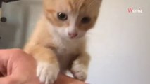 24h après son sauvetage, le comportement du chaton trouble 900K personnes (vidéo)