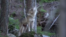 Même pas peur: une exposition de l'UNamur sur les relations humain-loup à travers l'Histoire