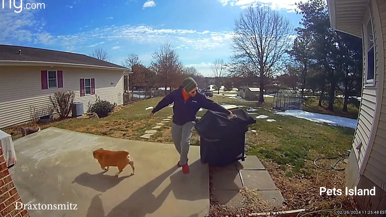 Funny Dog and Human Videos THAT WILL THRILL YOUR SOU