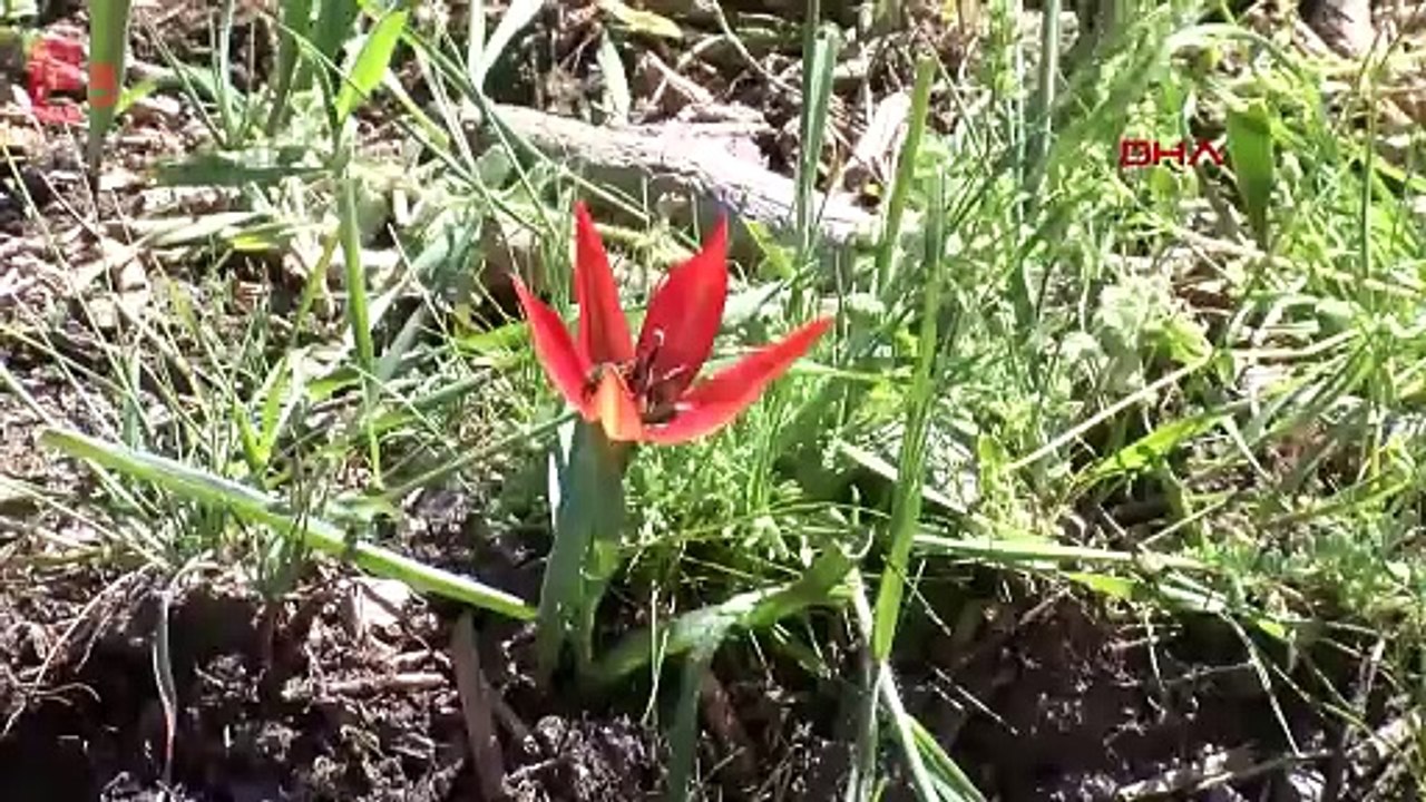 10 gün canlı kalabilen laleleri koparmanın cezası 387 bin 142 lira