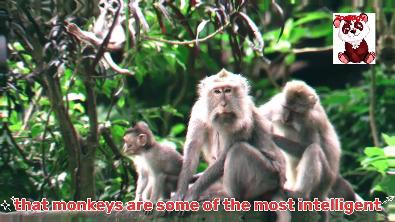 A monkey's know-how: everything you need to know about our furry friends