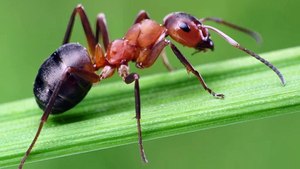 Mrówką na kleszcze