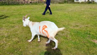 Ban for Derbyshire animal rescue centre bosses