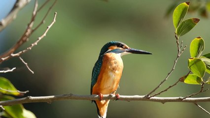 Le combat pour les oiseaux dans le ciel d'Israël vidéo bande annonce