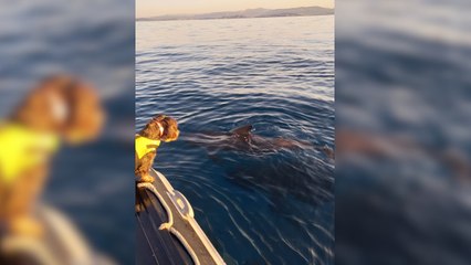 Un pêcheur tombe face à un banc de globicéphales