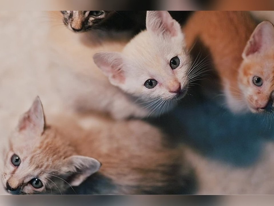 Tierschutzbund warnt vor extremer "Kätzchenschwemme"