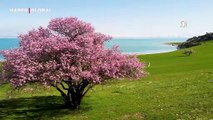 Çiçek açan kayısı ve badem ağaçları Van Gölü kıyılarına renk kattı
