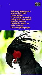 Facts About A Very Expensive Parrot Breed