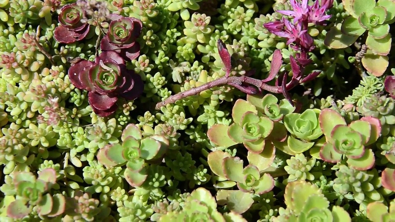 Les secrets du sedum - par Laura CARRILLO