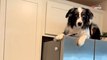 Elle quitte ses chiens des yeux quelques minutes et les découvre ensuite perchés dans sa cuisine (vidéo)