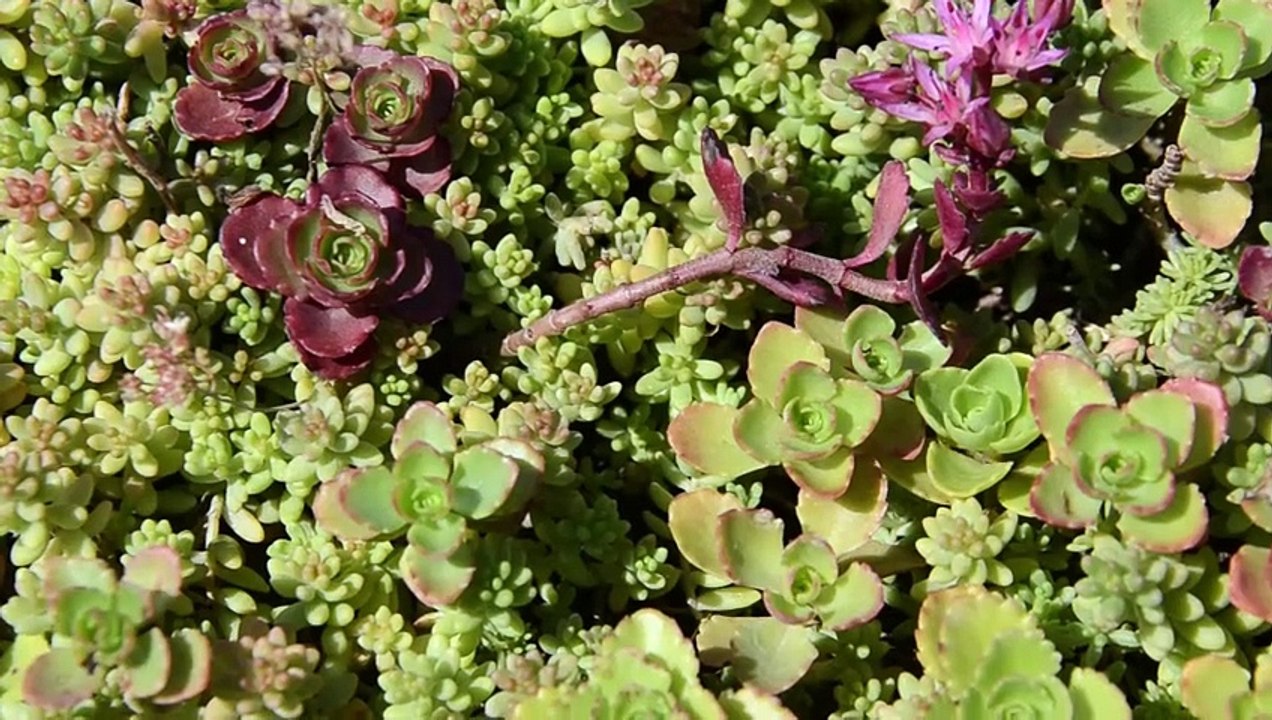 Sedum : Qui suis-je ?