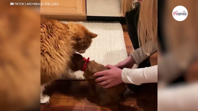 Elle partage la relation de son chien et son chat : plus de 6 millions de personnes sont sous le charme