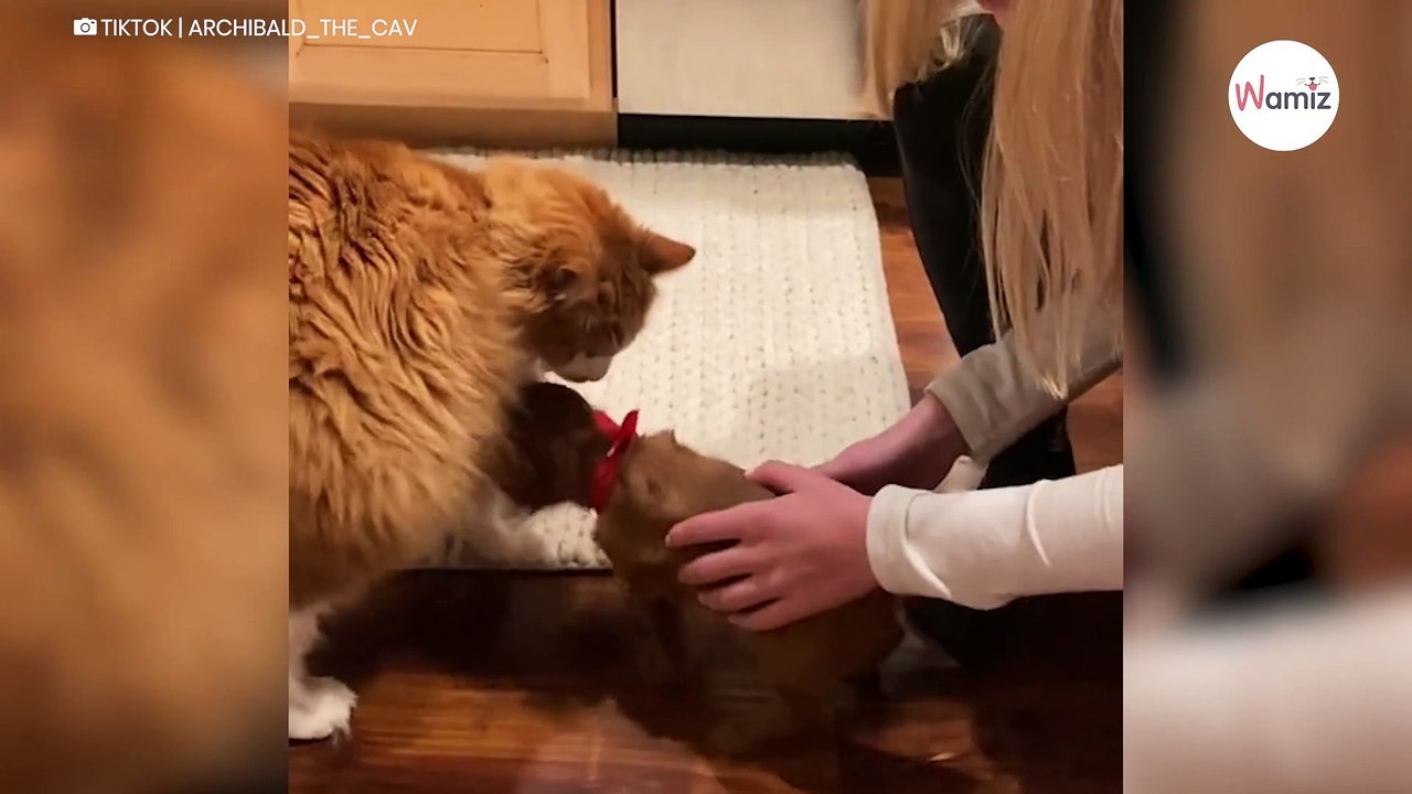 Elle partage la relation de son chien et son chat : plus de 6 millions de personnes sont sous le charme