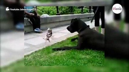 Chihuahua se pone chulo con un gran danés: ¡a la gente se le ponen los pelos de punta! (Vídeo)
