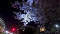 Searching for Cherry Blossoms Around Kyoto Station at Night | Bicycling Around Japan | Part 2