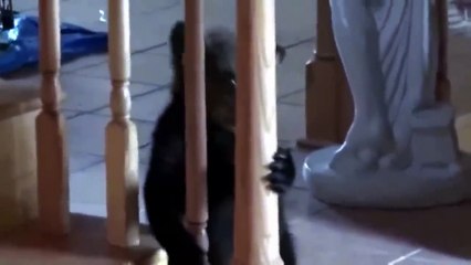 Oso vio por primera vez a un Ciervo! ¡La reacción es asombrosa!