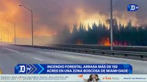 Incendio forestal arrasa más de 150 acres en una zona boscosa de Miami-Dade | El Diario en 90 segundos