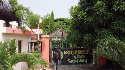 Watch: The Nigerian hero creating a safe haven for animals