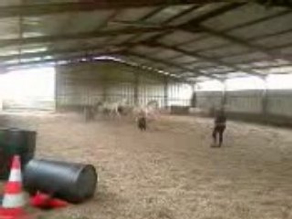 Kakou galop