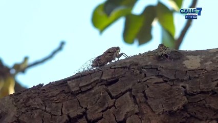 C7 Chicharras Event Highlights