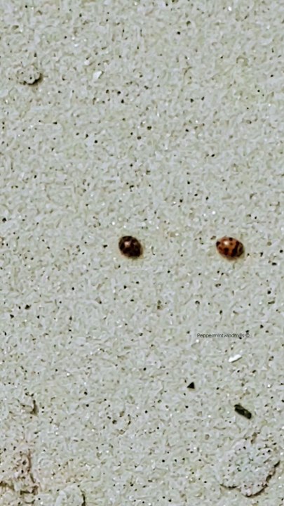 2 Ladybugs  on the beach