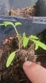 Mon potager #34 - Je replante les tomates et des herbes aromatiques ! #DailySeMetAuVert (Exclusivité Dailymotion)