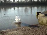 Vie des canards au bord de Seine