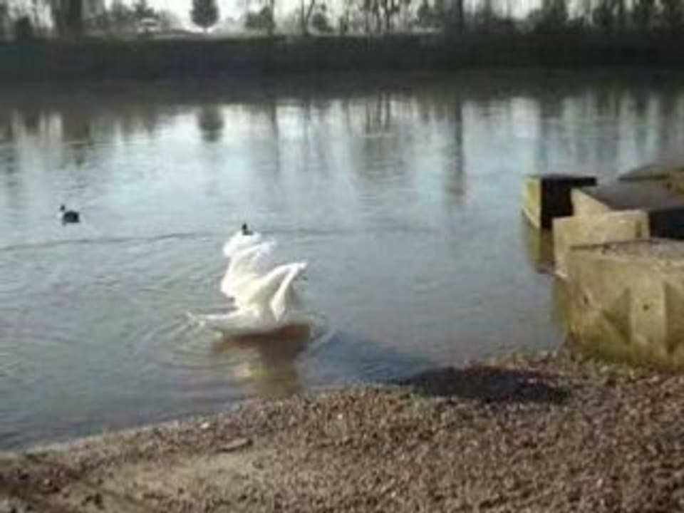 Vie des canards au bord de Seine