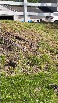 Un écureuil solidaire vient sauver son ami d'un serpent