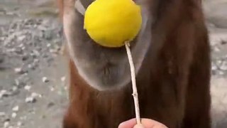 Un chameau goutte un citron... pas très bon