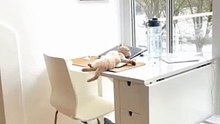 Funny cat videos