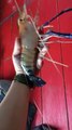Fishing giant prawn mancing udang galah