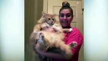 Cats Attacking People Compilation _ Cat Slapping Their Owner _ Funny Cat Videos