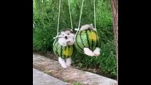 Baby Dogs  Cute and Funny Dog Videos Compilation  _ Funny Puppy Videos 2023