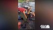 Moradores salvam cachorro preso em ponte após forte cheia no Rio Piranhas, em Cajazeiras