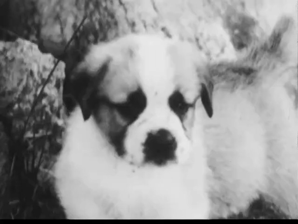 1960s Gravy Train TV commercial - wimpy little dog