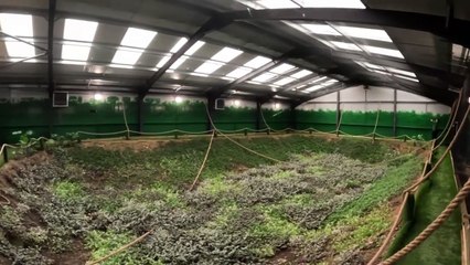 nascimento de morcego em Northumberland zoo