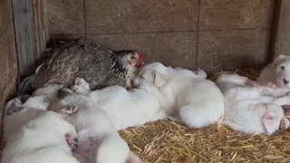 Puppies Cuddling with Chicken, Called Out for Food by Owner