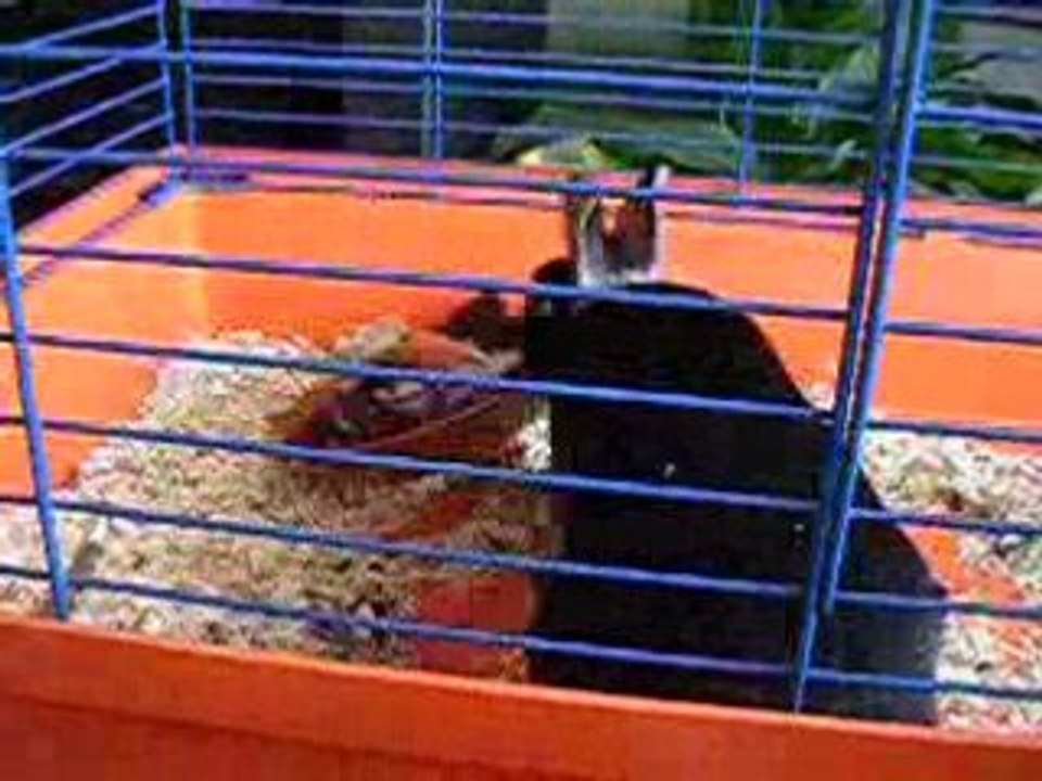 Lapin qui s'amuse avec une assiette