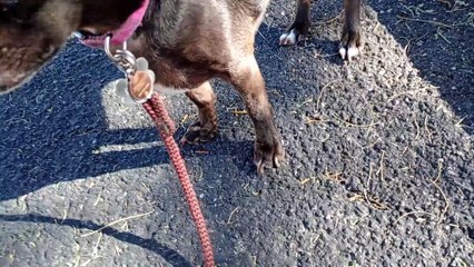 Paco's was fixated on young doggie coming near but doggie owners saw me & turned to go other way VID_20240415_163229979