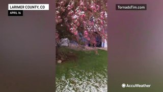 Flowering tree receives dusting of snow in Colorado