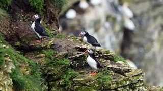 New hope for Puffins returning to UK shores following Sandeel fishing closure