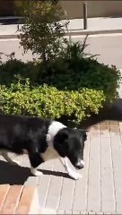 Drac, el perro de Badalona que busca hogar tras la muerte de su dueño