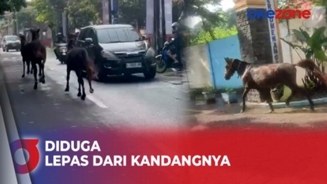 Tiga Ekor Kuda Berkeliaran di Jalan Raya, Hebohkan Warga Siwalankerto Surabaya